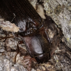 Pseudotetralobus australasiae at Cooleman, NSW - 6 Mar 2021