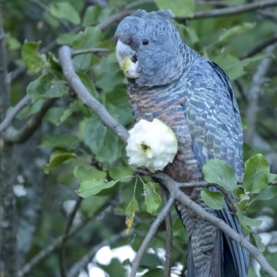Callocephalon fimbriatum (Gang-gang Cockatoo) at Penrose - 27 Feb 2021 by Aussiegall