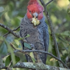 Callocephalon fimbriatum at Penrose - 27 Feb 2021