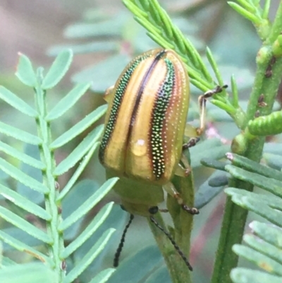 Calomela juncta (Leaf beetle) at Dryandra St Woodland - 19 Mar 2021 by Ned_Johnston