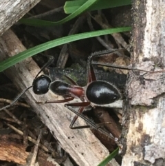 Camponotus intrepidus (Flumed Sugar Ant) at Dryandra St Woodland - 19 Mar 2021 by Ned_Johnston