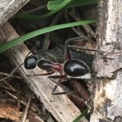 Camponotus intrepidus (Flumed Sugar Ant) at O'Connor, ACT - 20 Mar 2021 by NedJohnston