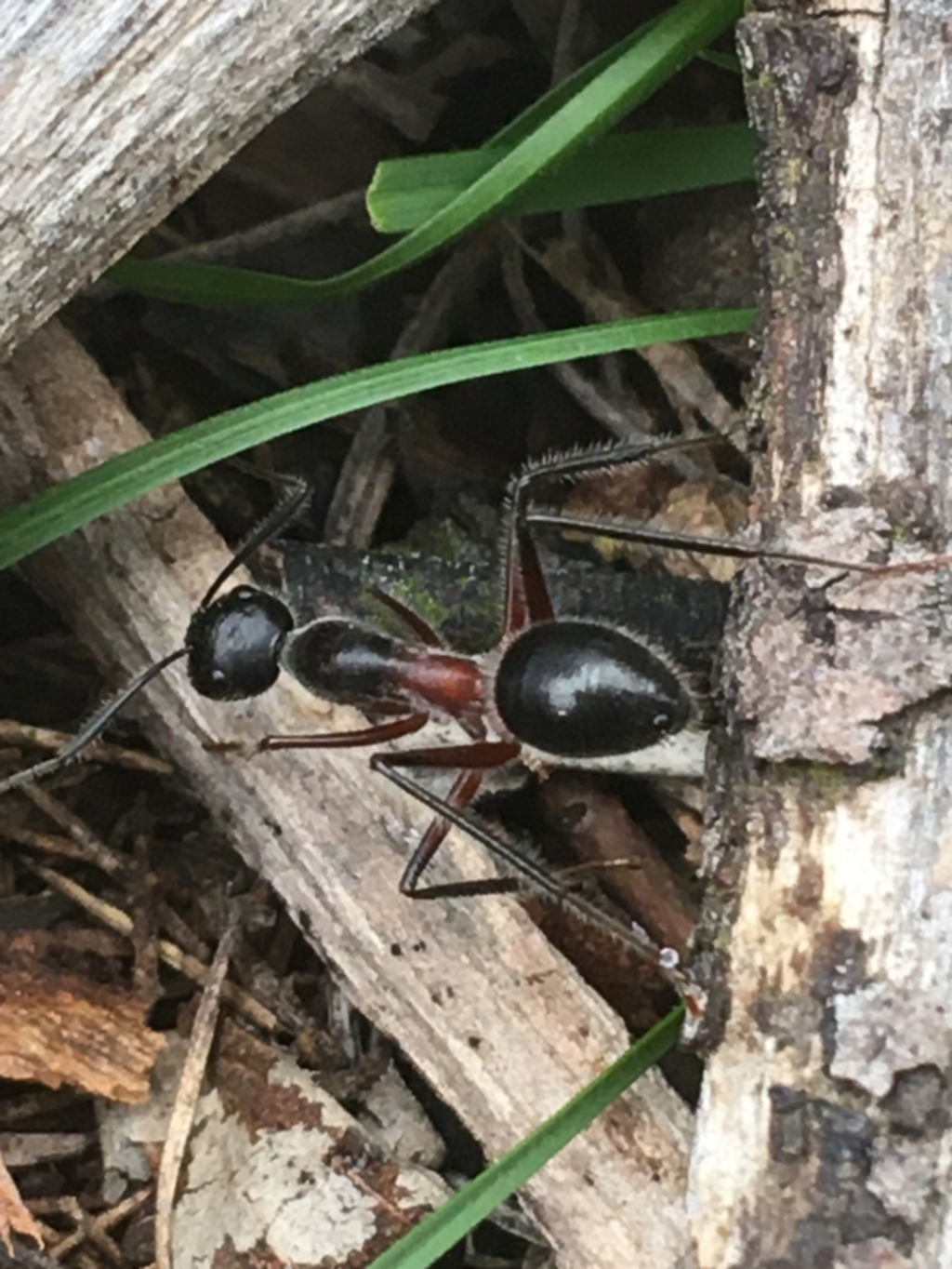 Camponotus intrepidus at O'Connor, ACT - 20 Mar 2021