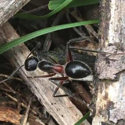 Camponotus intrepidus (Flumed Sugar Ant) at O'Connor, ACT - 19 Mar 2021 by Ned_Johnston