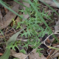 Solanum triflorum (Three-flowered Nightshade) at Weston, ACT - 19 Mar 2021 by AliceH