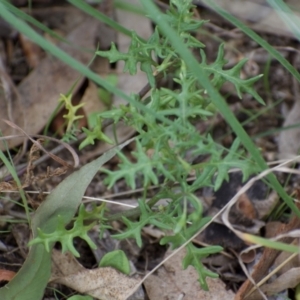 Solanum triflorum at Weston, ACT - 20 Mar 2021