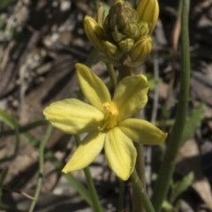 Bulbine bulbosa (Golden Lily) at Mount Painter - 28 Sep 2020 by AlisonMilton