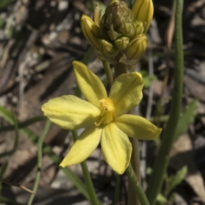 Bulbine bulbosa (Golden Lily) at Mount Painter - 28 Sep 2020 by AlisonMilton