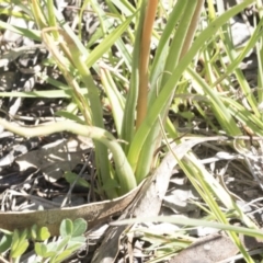 Bulbine bulbosa at Cook, ACT - 28 Sep 2020 01:05 PM