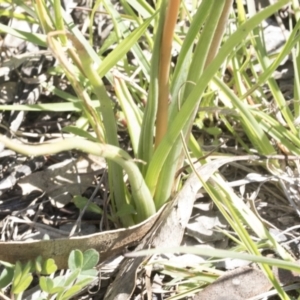 Bulbine bulbosa at Cook, ACT - 28 Sep 2020