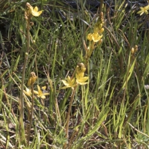 Bulbine bulbosa at Cook, ACT - 28 Sep 2020