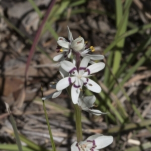 Wurmbea dioica subsp. dioica at Cook, ACT - 28 Sep 2020