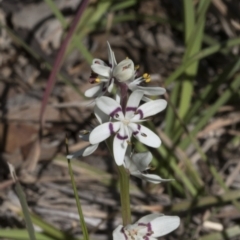 Wurmbea dioica subsp. dioica (Early Nancy) at Cook, ACT - 28 Sep 2020 by AlisonMilton