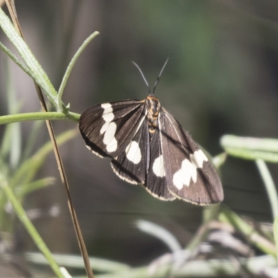 Nyctemera amicus (Senecio Moth, Magpie Moth, Cineraria Moth) at The Pinnacle - 15 Mar 2021 by AlisonMilton