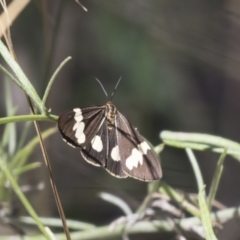 Nyctemera amicus at Hawker, ACT - 15 Mar 2021 12:37 PM