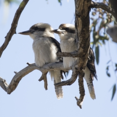 Dacelo novaeguineae (Laughing Kookaburra) at Hawker, ACT - 15 Mar 2021 by AlisonMilton