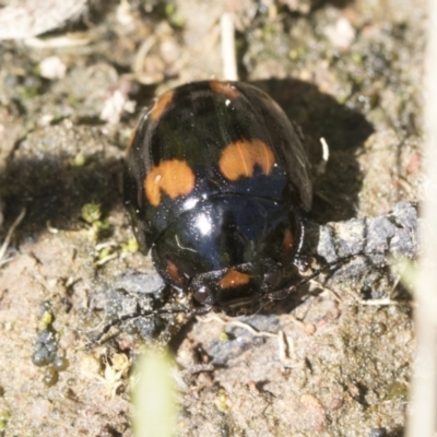 Paropsisterna octosignata (Eucalyptus leaf beetle) at Cook, ACT - 28 Sep 2020 by AlisonMilton