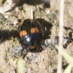 Paropsisterna octosignata at Cook, ACT - 28 Sep 2020