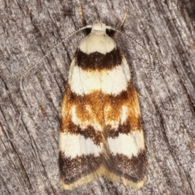 Catacometes phanozona (A Concealer moth) at Melba, ACT - 9 Mar 2021 by kasiaaus