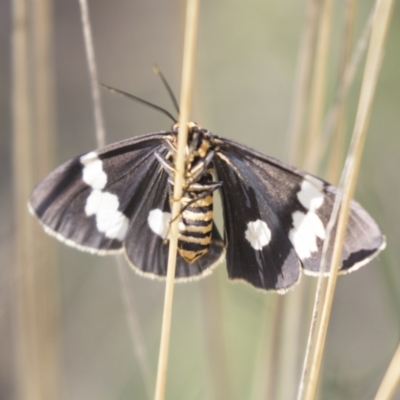Nyctemera amicus (Senecio Moth, Magpie Moth, Cineraria Moth) at The Pinnacle - 15 Mar 2021 by AlisonMilton