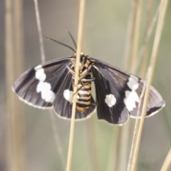 Nyctemera amicus (Senecio Moth, Magpie Moth, Cineraria Moth) at Hawker, ACT - 15 Mar 2021 by AlisonMilton