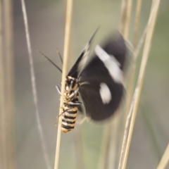 Nyctemera amicus at Hawker, ACT - 15 Mar 2021 01:18 PM