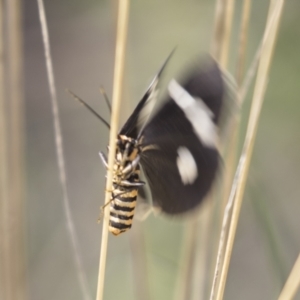 Nyctemera amicus at Hawker, ACT - 15 Mar 2021