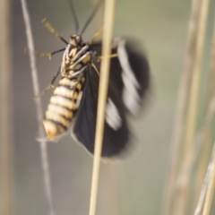 Nyctemera amicus at Hawker, ACT - 15 Mar 2021