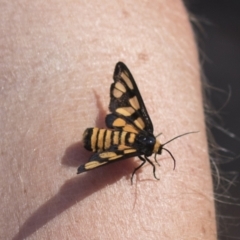 Amata (genus) (Handmaiden Moth) at Hawker, ACT - 15 Mar 2021 by AlisonMilton