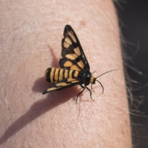 Amata (genus) at Hawker, ACT - 15 Mar 2021 02:18 PM