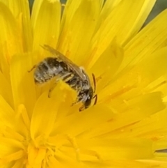 Lasioglossum sp. (genus) (Halictid bee) at Murrumbateman, NSW - 19 Mar 2021 by SimoneC