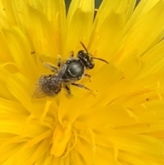 Lasioglossum sp. (genus) at Murrumbateman, NSW - 19 Mar 2021