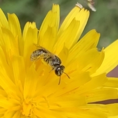 Lasioglossum sp. (genus) at Murrumbateman, NSW - 19 Mar 2021