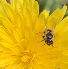 Lasioglossum sp. (genus) at Murrumbateman, NSW - 19 Mar 2021