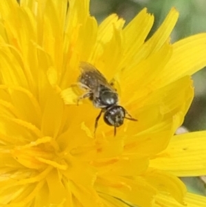 Lasioglossum sp. (genus) at Murrumbateman, NSW - 19 Mar 2021