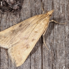 Achyra affinitalis (Cotton Web Spinner) at Melba, ACT - 9 Mar 2021 by kasiaaus