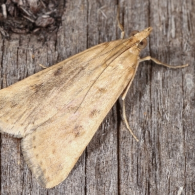 Achyra affinitalis (Cotton Web Spinner, Pyraustinae) at Melba, ACT - 9 Mar 2021 by kasiaaus