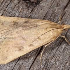 Achyra affinitalis at Melba, ACT - 9 Mar 2021