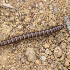 Diplopoda (class) (Unidentified millipede) at Hawker, ACT - 16 Mar 2021 by AlisonMilton