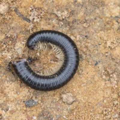 Diplopoda sp. (class) (Unidentified millipede) at Hawker, ACT - 15 Mar 2021 by AlisonMilton
