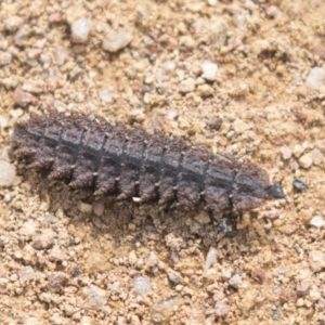 Porrostoma sp. (genus) at Hawker, ACT - 16 Mar 2021 10:45 AM