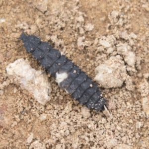 Porrostoma sp. (genus) at Hawker, ACT - 16 Mar 2021 10:45 AM