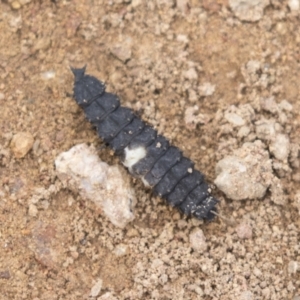 Porrostoma sp. (genus) at Hawker, ACT - 16 Mar 2021 10:45 AM