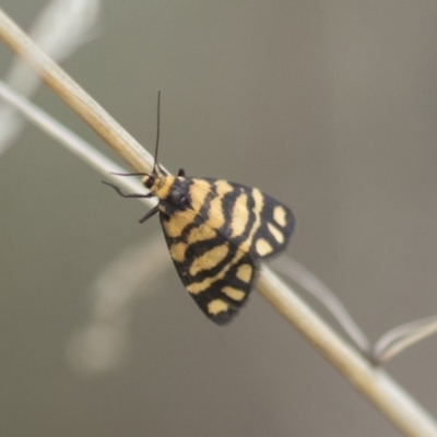 Asura lydia (Lydia Lichen Moth) at Hawker, ACT - 15 Mar 2021 by AlisonMilton