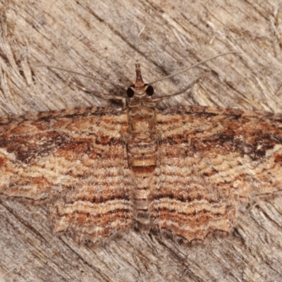 Chloroclystis filata (Filata Moth, Australian Pug Moth) at Melba, ACT - 9 Mar 2021 by kasiaaus