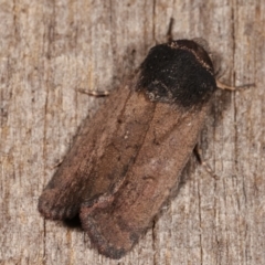 Proteuxoa sp. (21) (MoV, Part 9) (A Noctuid moth (Acronictinae)) at Melba, ACT - 10 Mar 2021 by kasiaaus