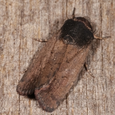 Proteuxoa sp. (21) (MoV, Part 9) (A Noctuid moth (Acronictinae)) at Melba, ACT - 10 Mar 2021 by kasiaaus