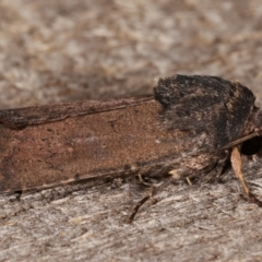 Proteuxoa unidentified species (MoV sp.21) at Melba, ACT - 10 Mar 2021