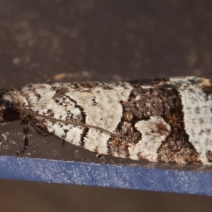 Meritastis lythrodana at Melba, ACT - 10 Mar 2021 12:09 AM