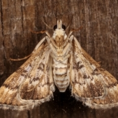Nacoleia rhoeoalis (A Crambid moth (Spilomelinae) at Melba, ACT - 10 Mar 2021 by kasiaaus